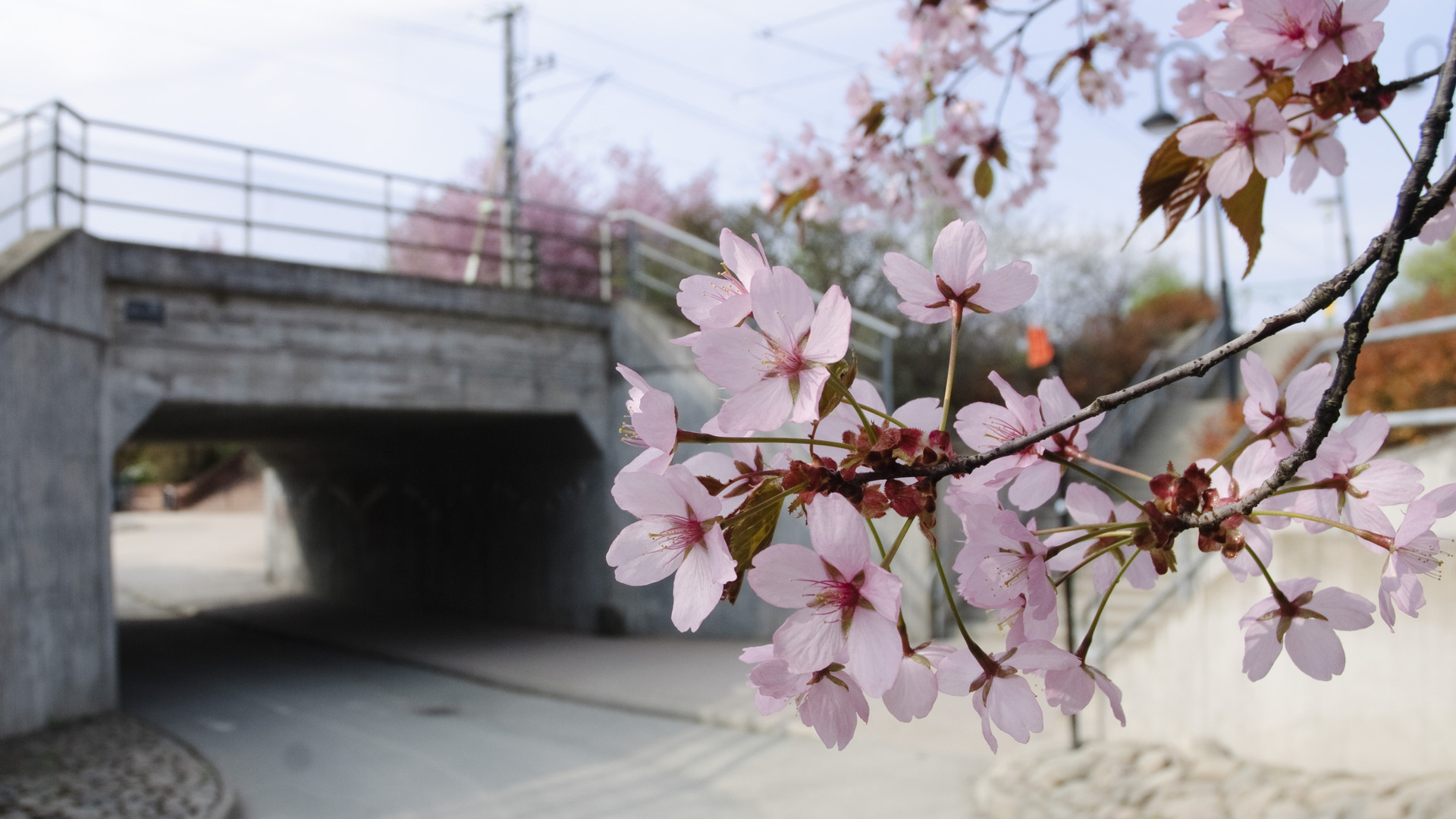 Kvist med körsbärsblommor vid gångtunnel.