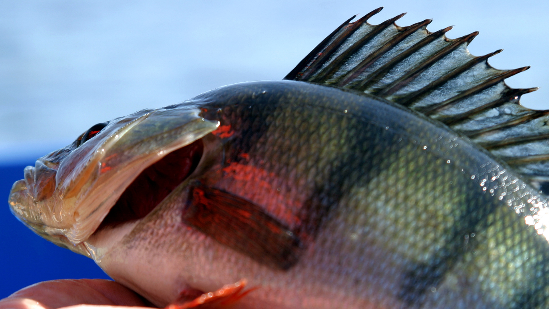 Fisk mot blå bakgrund