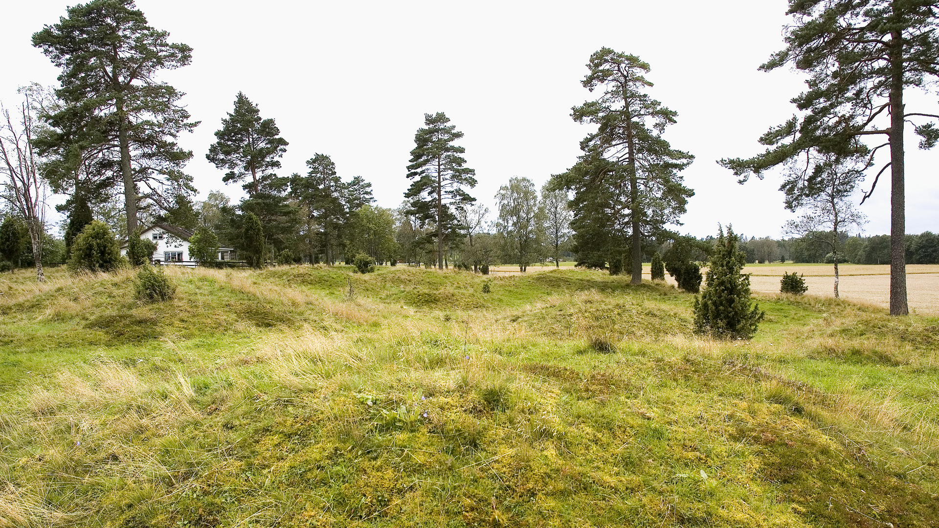 Gräskullar på fäkt. Tallar och en enbuske.